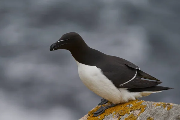 Razorbill Alca Torda Acantilado Great Saltee Island Frente Costa Irlanda —  Fotos de Stock