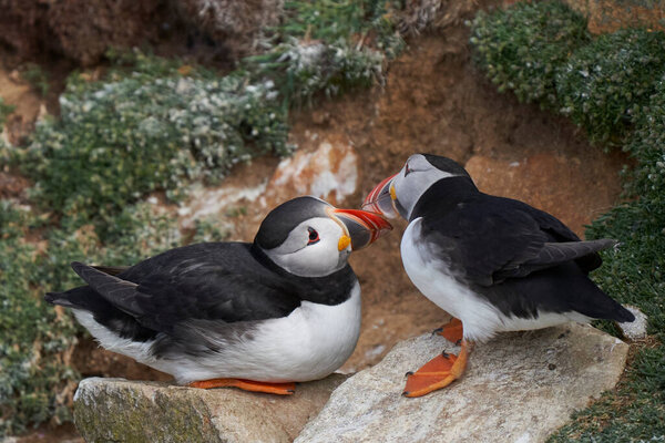 Two Atlantic Puffins Fratercula Arctica Amongst Spring Flowers Great Saltee Royalty Free Stock Photos