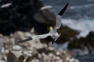 Sümsük kuşu (Morus bassanus), İrlanda açıklarındaki Büyük Saltee Adası 'ndaki üreme kolonisine dönen yuva malzemelerini taşıyor..