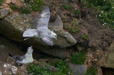 Fulmar (Fulmarus glacialis) İrlanda kıyısındaki Büyük Saltee Adası 'nda bir uçurum boyunca uçar..