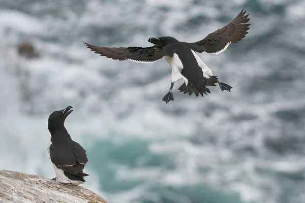 Razorbill Alca Torda Llegando Tierra Costa Gran Isla Saltee Frente — Foto de Stock