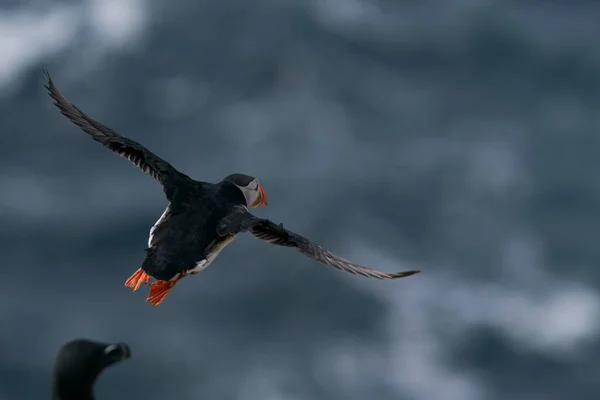 Frailecillo Atlántico Fratercula Arctica Despegando Acantilado Isla Great Saltee Frente — Foto de Stock