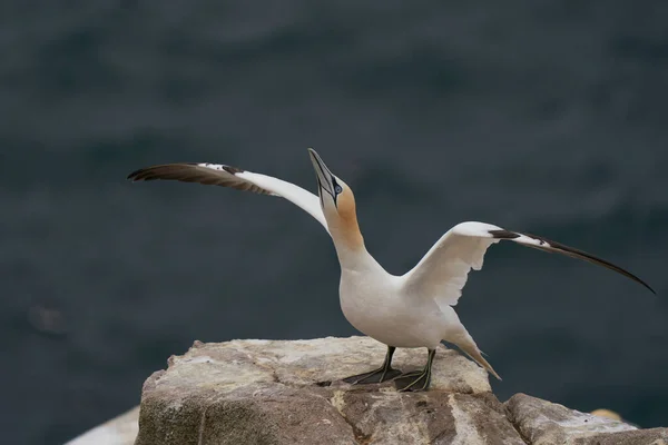 Gannet Morus Bassanus Στα Βράχια Της Νήσου Great Saltee Στα — Φωτογραφία Αρχείου