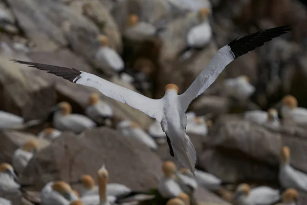 Gannet Morus Bassanus Aterrizando Una Colonia Alcatraces Isla Great Saltee —  Fotos de Stock