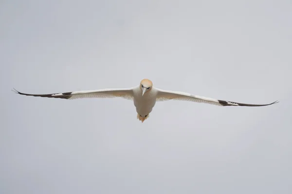 Sümsük Kuşu Morus Bassanus Rlanda Kıyılarındaki Büyük Saltee Adası Nda — Stok fotoğraf