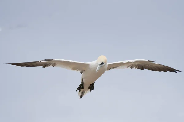Sümsük Kuşu Morus Bassanus Rlanda Kıyılarındaki Büyük Saltee Adası Nda — Stok fotoğraf