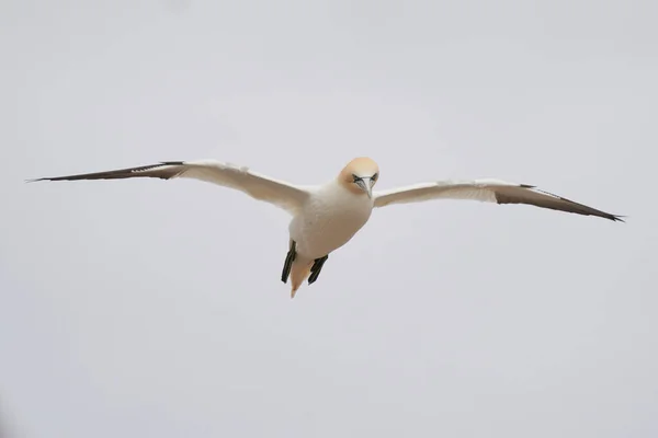 Gannet Morus Bassanus Που Έρχεται Προσγειωθεί Αποικία Gannet Στη Νήσο — Φωτογραφία Αρχείου