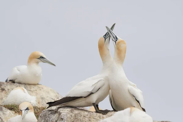 Gannets Morus Bassanus Uppvaktning Great Saltee Island Utanför Irlands Kust — Stockfoto