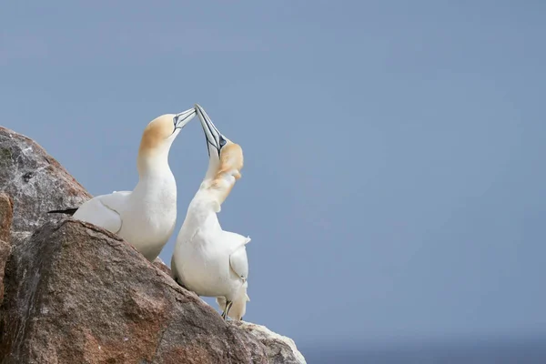 Gannets Morus Bassanus Φλερτάρουν Στη Νήσο Great Saltee Στα Ανοικτά — Φωτογραφία Αρχείου