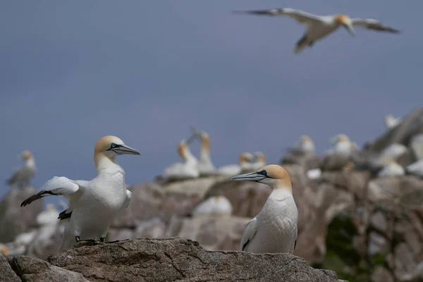 Colônia Gannet Morus Bassanus Grande Ilha Salgados Largo Costa Irlanda — Fotografia de Stock
