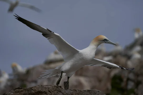 Gannet Morus Bassanus Kommer För Att Landa Vid Gannetkoloni Great — Stockfoto