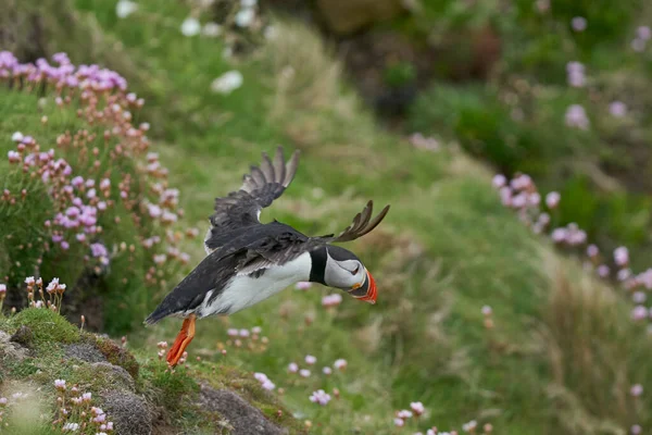 Puffin Atlantycki Fratercula Arctica Startujący Klifu Great Saltee Island Wybrzeży — Zdjęcie stockowe