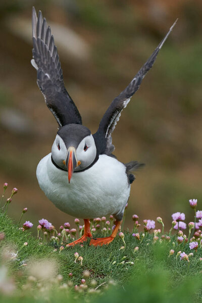 Atlantic Puffin Fratercula Arctica Amongst Spring Flowers Cliff Great Saltee Royalty Free Stock Images