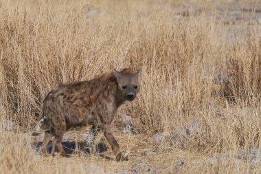 Hyaena (Crocuta crocuta) Namibya 'daki Etosha Ulusal Parkı' nda görüldü.