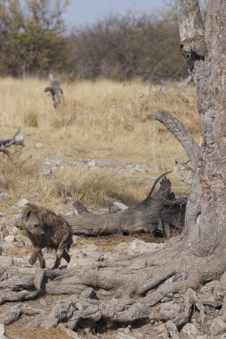 Leopar (Panthera pardus), Namibya 'daki Etosha Ulusal Parkı' nda bir ağacın çatalında. Aşağıda benekli hyaena (Crocuta crocuta).  