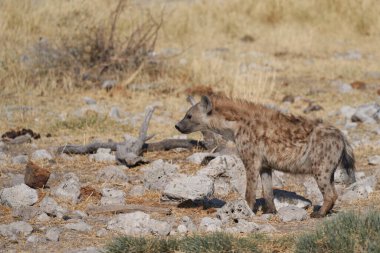Hyaena (Crocuta crocuta) Namibya 'daki Etosha Ulusal Parkı' nda görüldü.