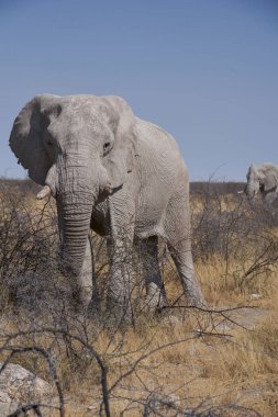 Büyük erkek Afrika Fili (Loxodonta africana), Namibya 'daki Etosha Ulusal Parkı' nın kurak arazisinde besleniyor.