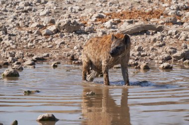 Hyaena (Crocuta crocuta) Namibya 'daki Etosha Ulusal Parkı' ndaki bir su birikintisinde serinlerken görüldü.