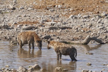 Hyaena (Crocuta crocuta) Namibya 'daki Etosha Ulusal Parkı' ndaki bir su birikintisinde serinlerken görüldü.