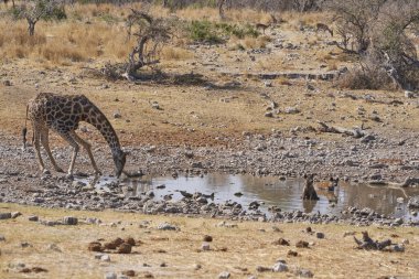 Hyaena (Crocuta crocuta), Namibya 'daki Etosha Ulusal Parkı' nda bir zürafa (aile zürafa) ile birlikte bir su birikintisinde serinlerken görüldü.