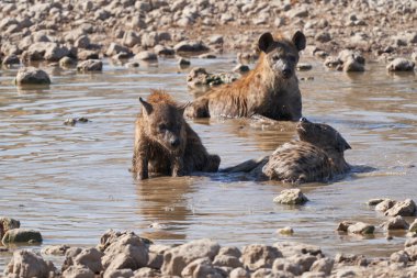 Hyaena (Crocuta crocuta) Namibya 'daki Etosha Ulusal Parkı' ndaki bir su birikintisinde serinlerken görüldü.