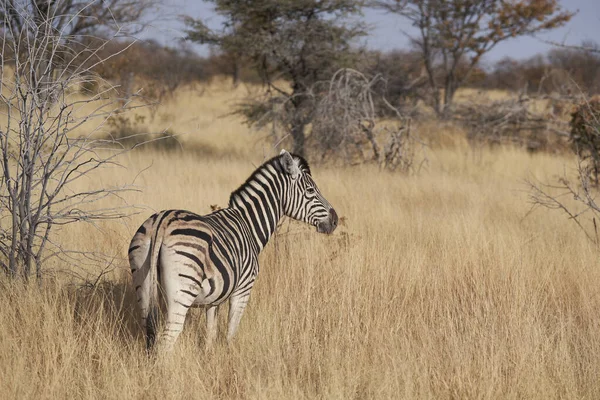 バーチェル Zebra Equus Burcheli ナミビアのエトーシャ国立公園 — ストック写真