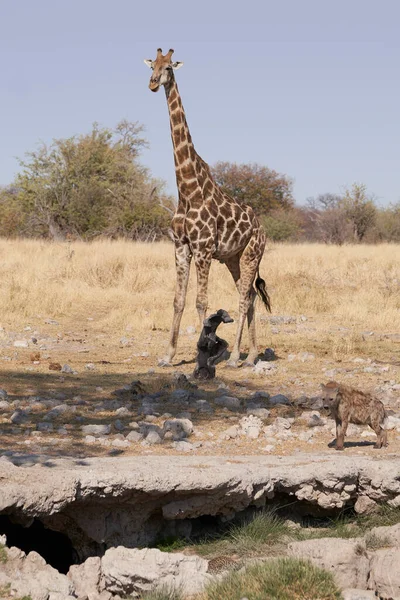在纳米比亚的埃托沙国家公园 Panthera Pardus 从天然泉水中喝水 上面的斑点鬣蜥 Crocuta Crocuta 和长颈鹿 — 图库照片