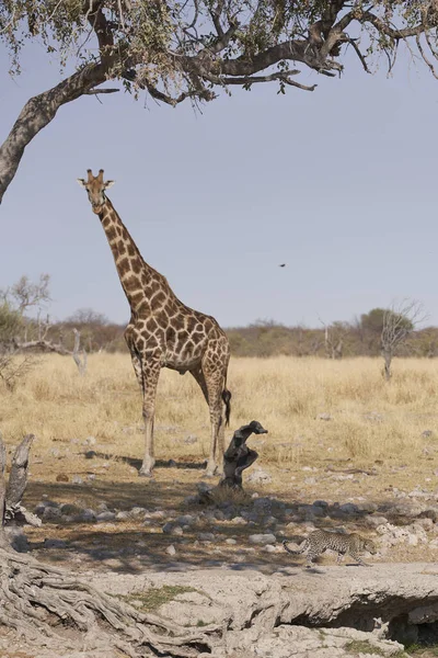 Leopard Panthera Pardus Spaziert Einer Giraffe Vorbei Einer Natürlichen Quelle — Stockfoto