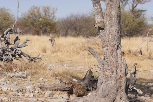 Luipaard Panthera Pardus Splitsing Van Een Boom Boven Een Natuurlijke — Stockfoto