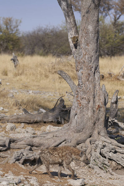 Leopard (Panthera pardus) in the fork of a tree above a natural spring in Etosha National Park, Namibia. Spotted hyaena (Crocuta crocuta) below.  