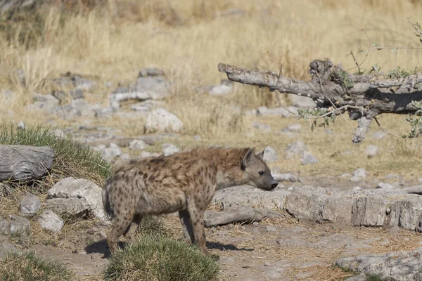 Gespot Hyaena Crocuta Crocuta Jacht Etosha National Park Namibië — Stockfoto