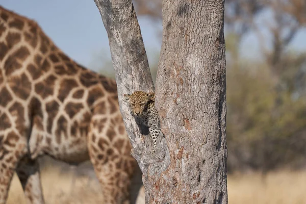 Luipaard Panthera Pardus Splitsing Van Een Boom Boven Een Natuurlijke — Stockfoto