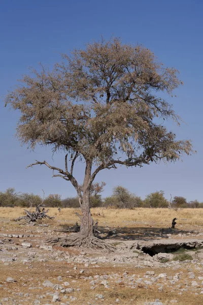 Leopard Panthera Pardus Gaffeln Ett Träd Ovanför Naturlig Källa Etosha — Stockfoto