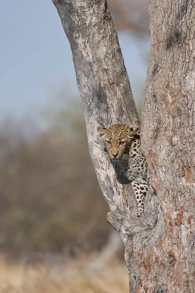 Leopard Panthera Pardus Vidlici Stromu Nad Přírodním Pramenem Národním Parku — Stock fotografie