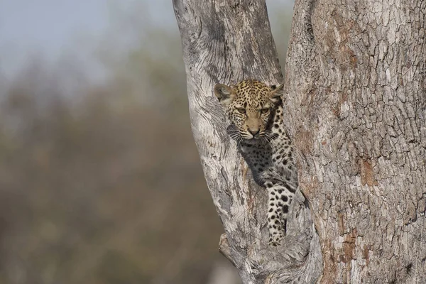 Leopard Panthera Pardus Fork Tree Natural Spring Etosha National Park — Stock Photo, Image