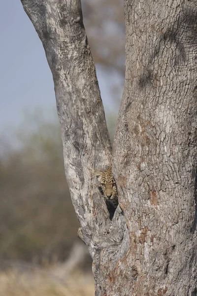Leopard Panthera Pardus Fork Tree Natural Spring Etosha National Park — Stock Photo, Image