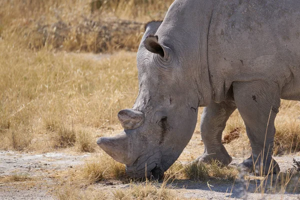 Colpo Scenico Rinoceronte Nel Bellissimo Deserto Della Namibia — Foto Stock