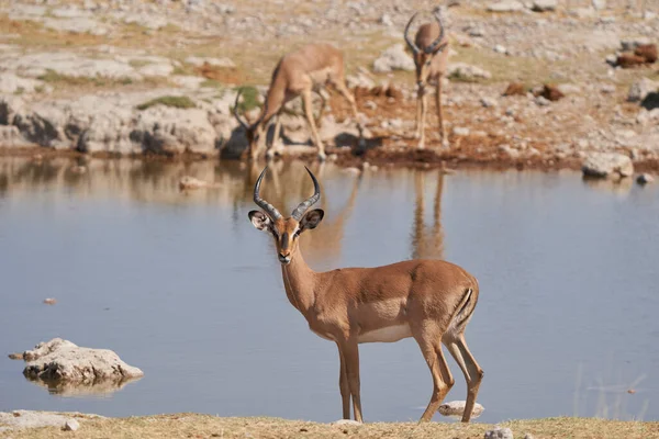 Schwarzgesicht Impala Aepyceros Melampus Petersi Trinkt Einem Wasserloch Etosha Nationalpark — Stockfoto
