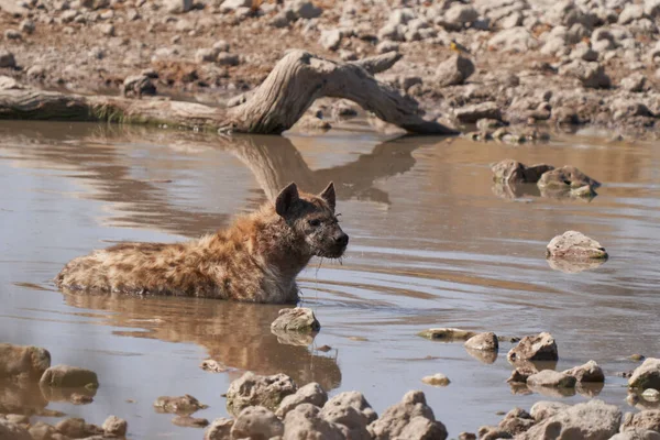 Пятнистая Hyaena Crocuta Crocuta Охлаждается Водоёме Национальном Парке Этоша Намибия — стоковое фото