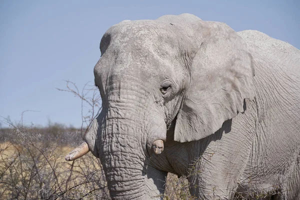 Large Male African Elephant Loxodonta Africana Feeding Dry Arid Landscape — Stock Photo, Image