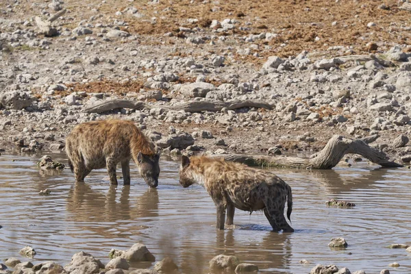 Hiena Plamista Crocuta Crocuta Chłodząca Się Wodopoju Parku Narodowym Etosha — Zdjęcie stockowe