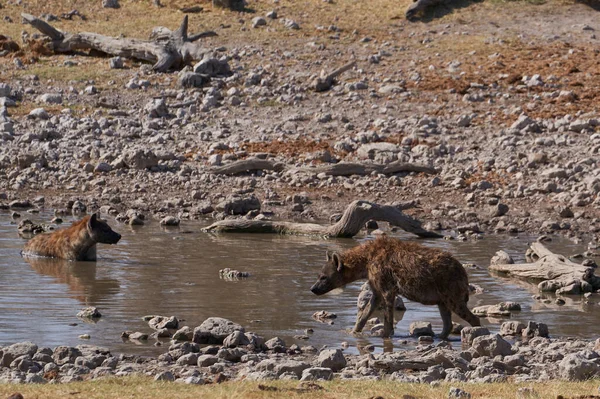 Hiena Manchada Crocuta Crocuta Esfriando Buraco Água Parque Nacional Etosha — Fotografia de Stock