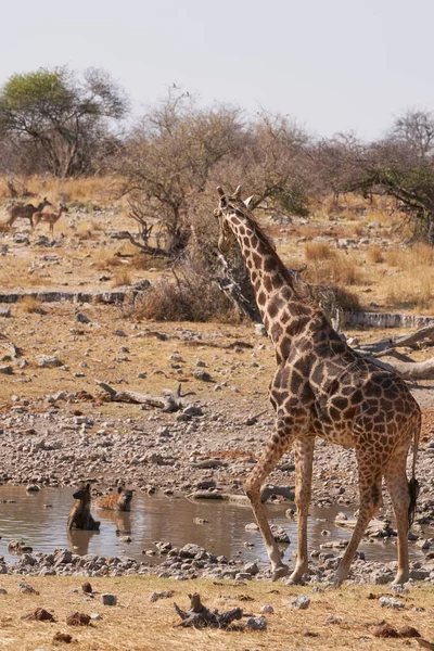在纳米比亚的埃托沙国家公园 斑点鬣蜥 Crocuta Crocuta Crocuta 和长颈鹿 Giraffidae 一起在一个水坑里冷却 试图喝水 — 图库照片