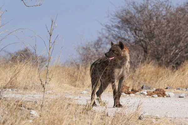 Gespot Hyaena Crocuta Crocuta Jacht Etosha National Park Namibië — Stockfoto