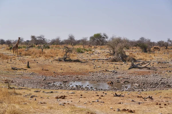 Hyaena Manchada Crocuta Crocuta Refrescándose Pozo Agua Junto Una Jirafa —  Fotos de Stock