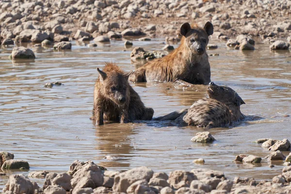 ナミビアのエトーシャ国立公園の水飲み場で冷えるハイエナ クロタクロタ — ストック写真