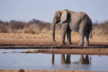 Etosha Ulusal Parkı, Namibya 'daki bir su birikintisinde büyük erkek Afrika Fili (Loxodonta africana)