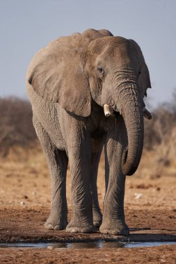 Etosha Ulusal Parkı, Namibya 'daki bir su birikintisinde büyük erkek Afrika Fili (Loxodonta africana)