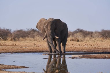 Etosha Ulusal Parkı, Namibya 'daki bir su birikintisinde büyük erkek Afrika Fili (Loxodonta africana)