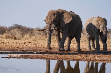 Etosha Ulusal Parkı, Namibya 'daki bir su birikintisinde büyük erkek Afrika Fili (Loxodonta africana)